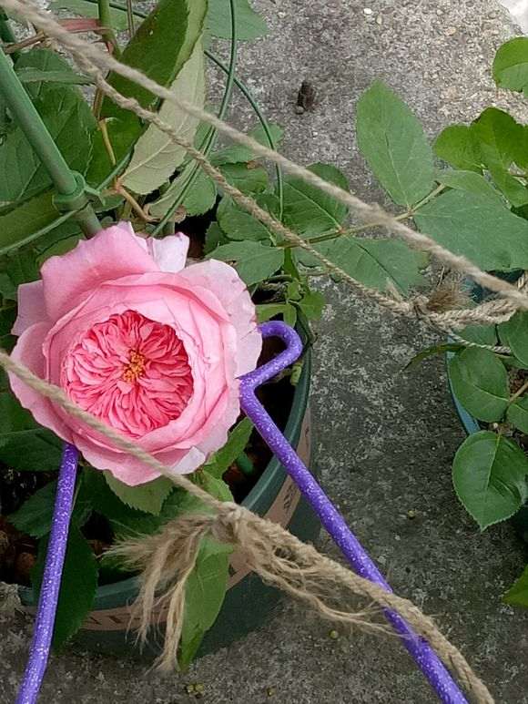 盆栽地栽月季下山桩 哪个最好 图片