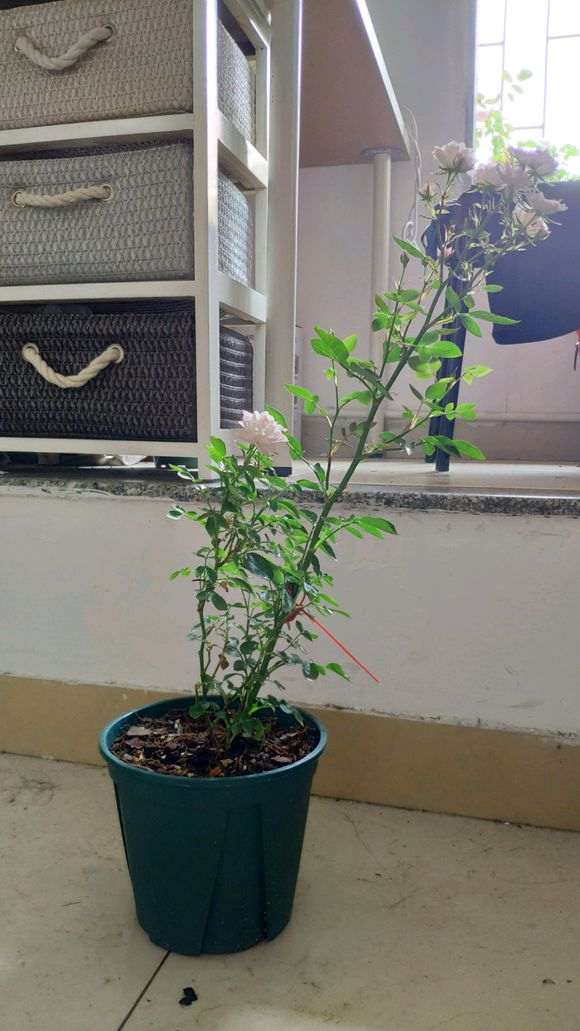 盆栽月季下山桩怎么暴盆的方法 图片