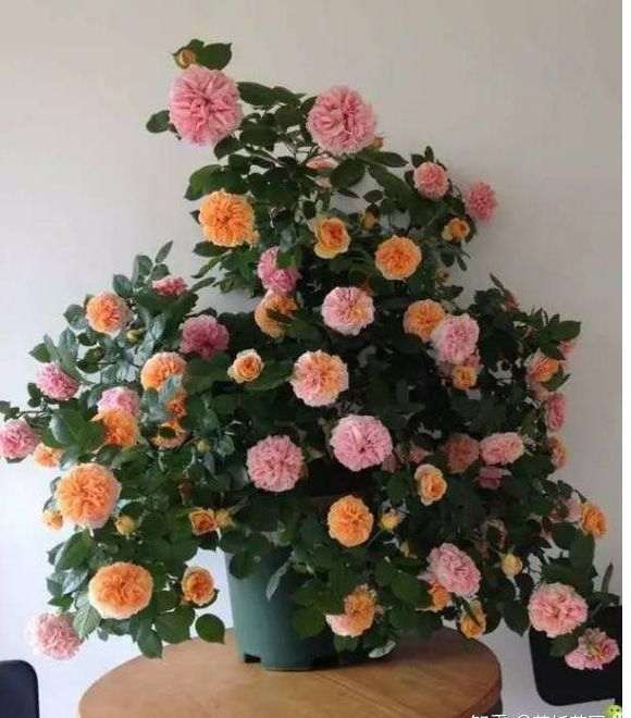 盆栽月季下山桩怎么暴盆的方法 图片