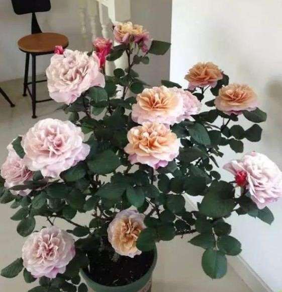 盆栽月季下山桩怎么暴盆的方法 图片