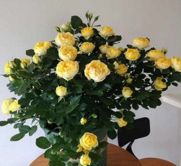 盆栽月季下山桩怎么暴盆的方法 图片