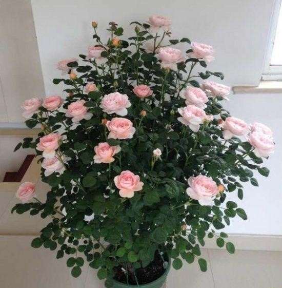 盆栽月季下山桩怎么暴盆的方法 图片