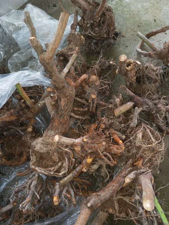 什么月季下山桩适合做盆景呢 图片