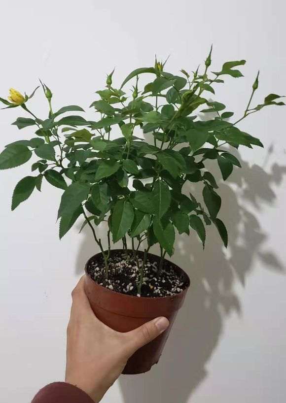 地栽和盆栽月季下山桩 有什么区别 图片