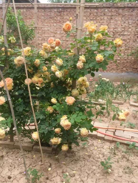 地栽和盆栽月季下山桩 有什么区别 图片