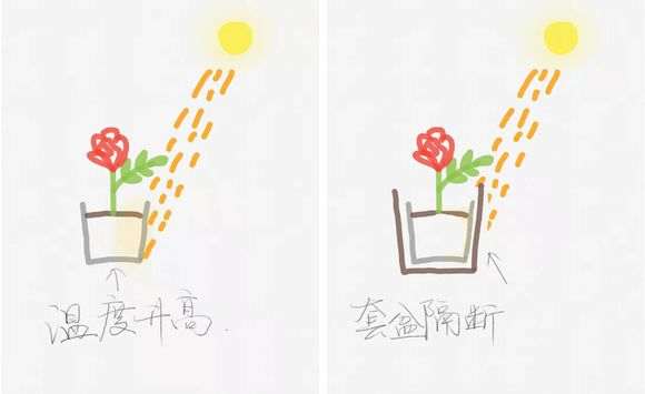 月季下山桩怎么套盆的方法 图片