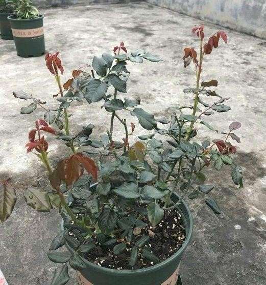 月季下山桩怎么套盆的方法 图片