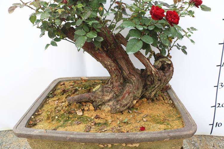 怎么盆栽才能有良好的种植效果 图片