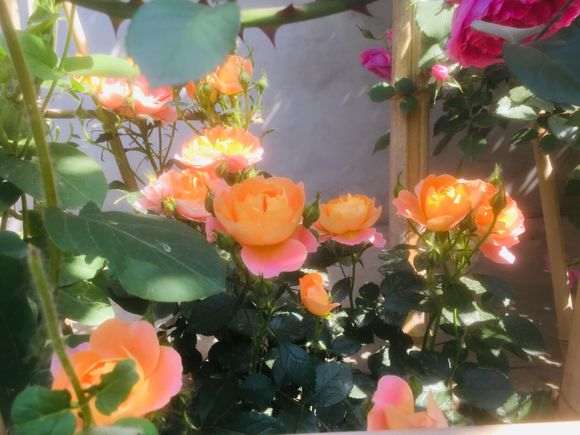 为什么地栽基本是要完爆盆栽的 图片