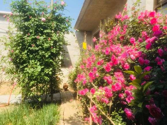 为什么地栽基本是要完爆盆栽的 图片