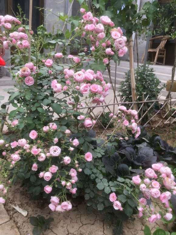 为什么第一年盆栽往往长势比地栽强大