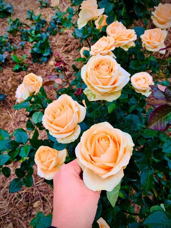 盆栽有限的生长空间 恨不如地栽 图片