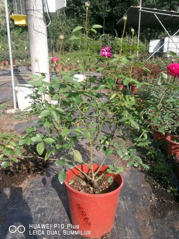 盆栽有限的生长空间 恨不如地栽 图片