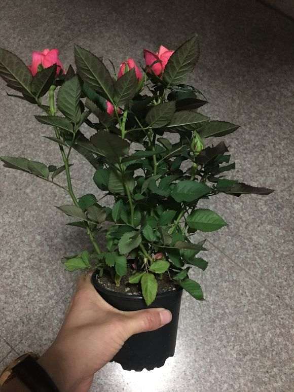 为什么盆栽月季下山桩 死了 怎么办 图片