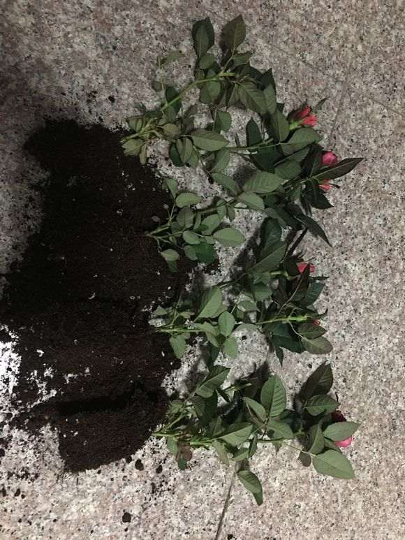 为什么盆栽月季下山桩 死了 怎么办 图片