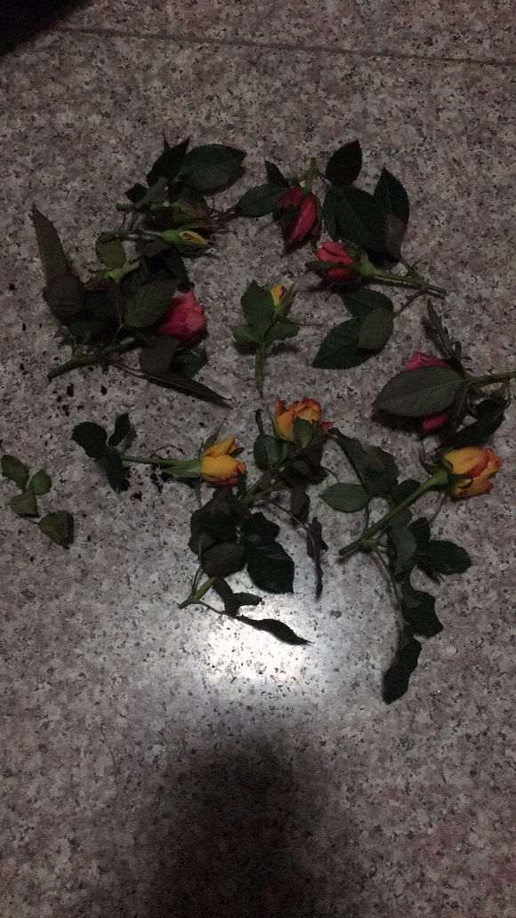 为什么盆栽月季下山桩 死了 怎么办 图片