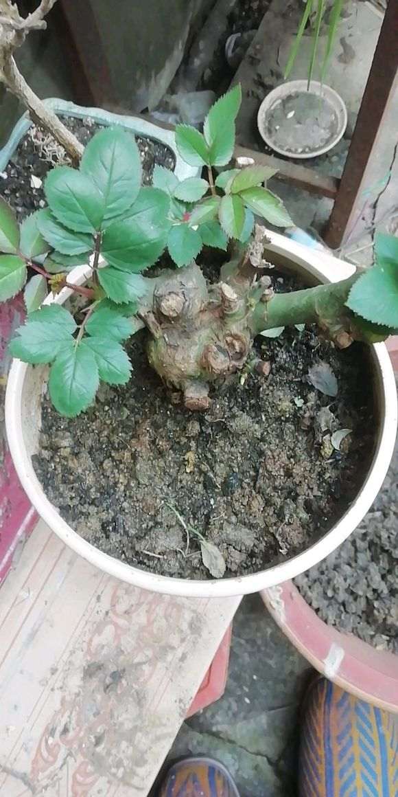 月季下山桩为什么不能买老桩 图片