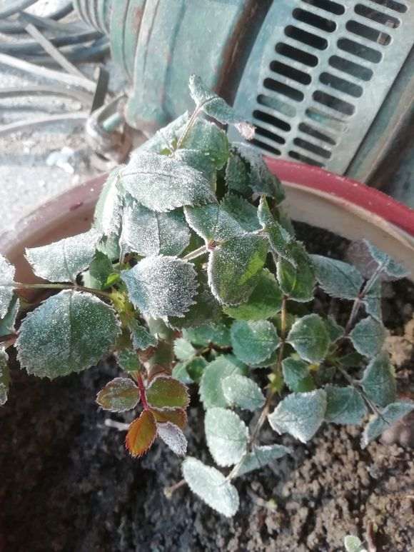 月季下山桩为什么不能买老桩 图片