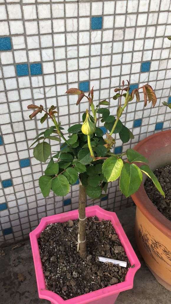 月季下山桩老桩怎么用泡生根粉 图片