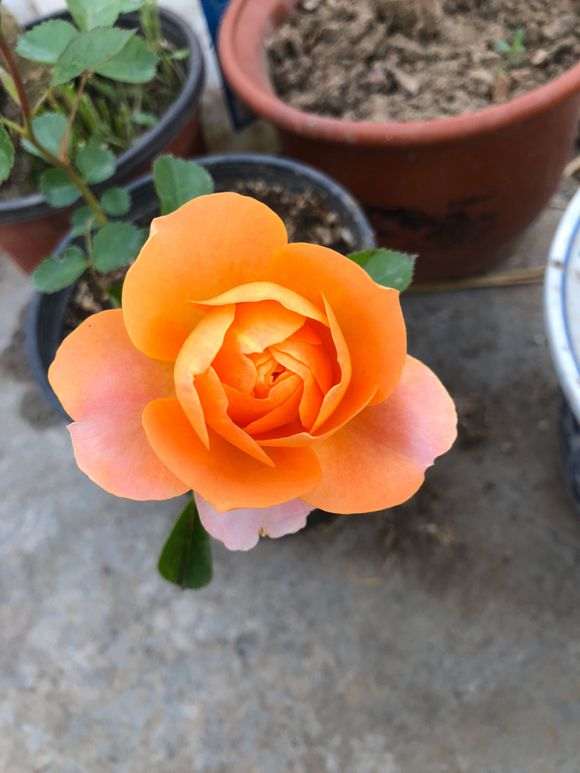 月季下山桩老桩怎么用泡生根粉 图片