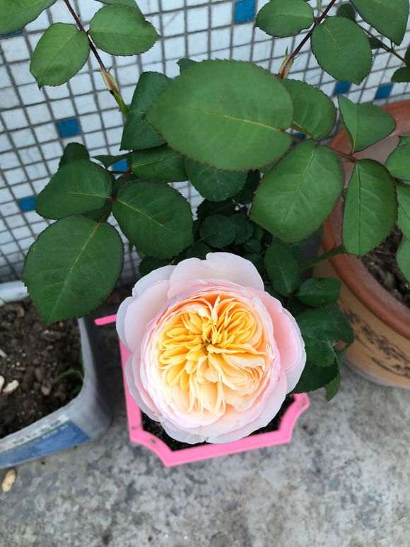 月季下山桩老桩怎么用泡生根粉 图片