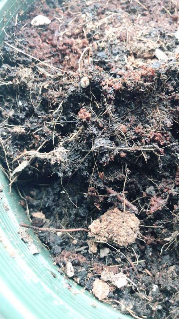 月季下山桩老叶干枯 怎么办 图片