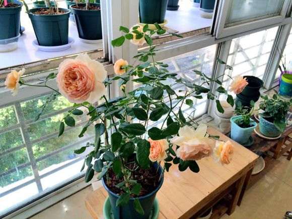 盆栽月季花怎么配土的方法 图片