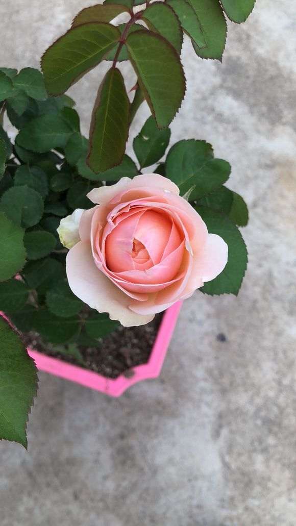 盆栽月季花怎么配土的方法 图片