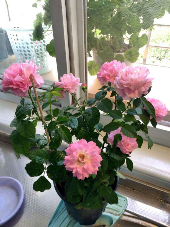 盆栽月季花怎么配土的方法 图片