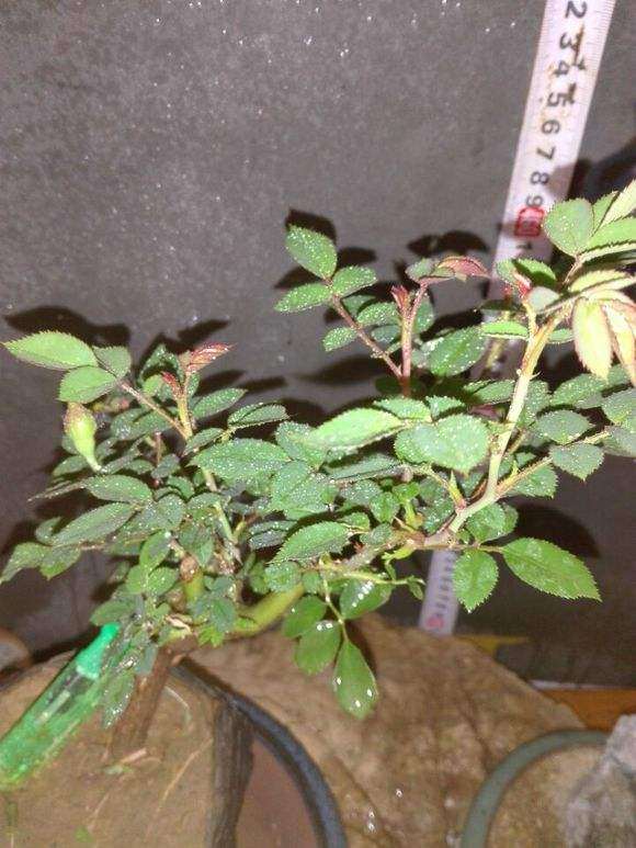 盆栽盆土怎么配制的方法 图片