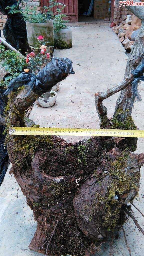 盆栽盆土怎么配制的方法 图片