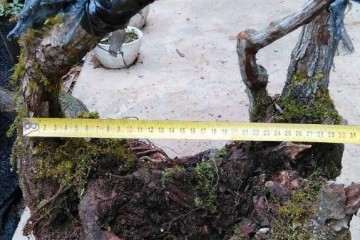 盆栽盆土怎么配制的方法 图片