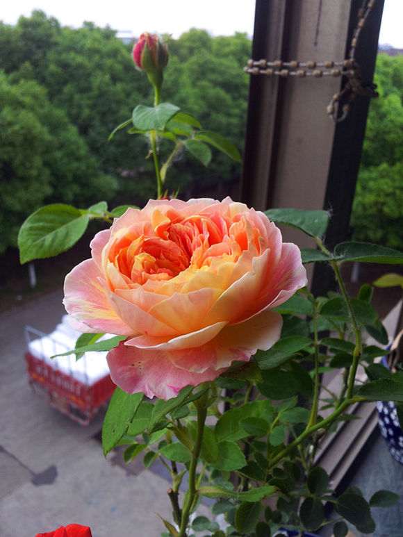 10月种月季下山桩怎么施肥的方法 图片