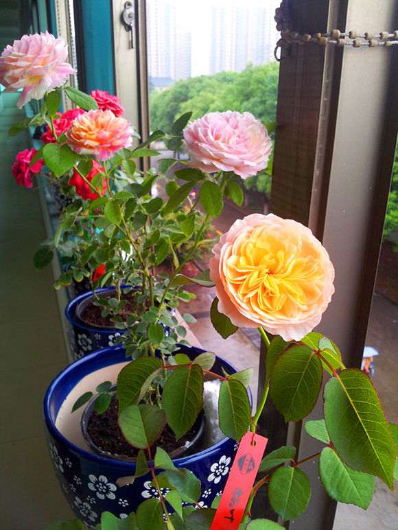 月季下山桩盆里放蚯蚓土 可以吗 图片