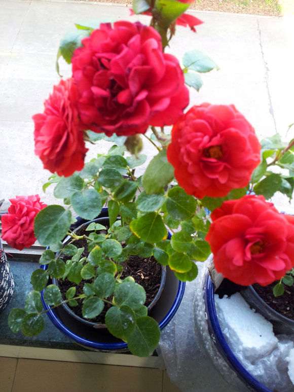 我的月季下山桩配土可以吗 怎么样 图片