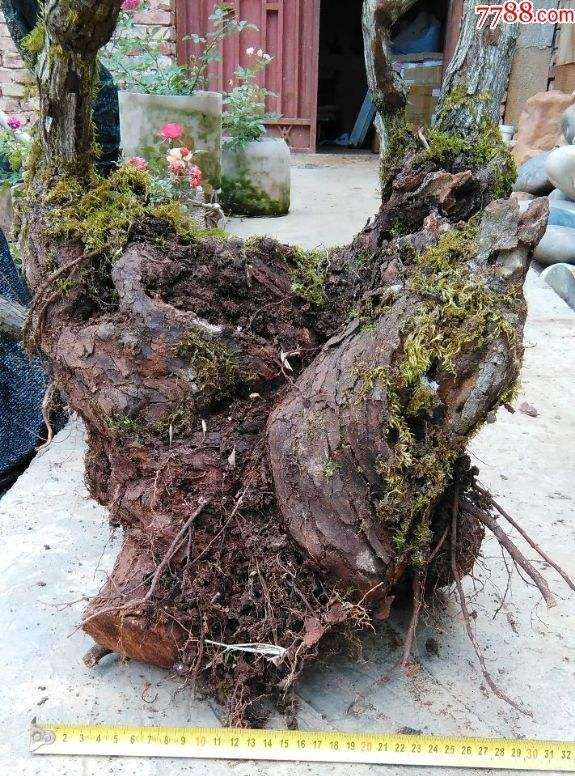 春季月季下山桩可以施什么肥 图片