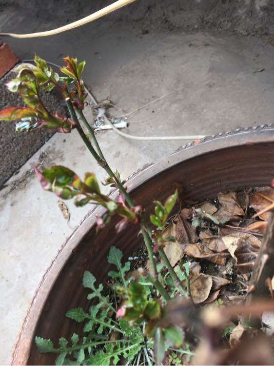 北方 这样给月季下山桩配土 可以吗 图片