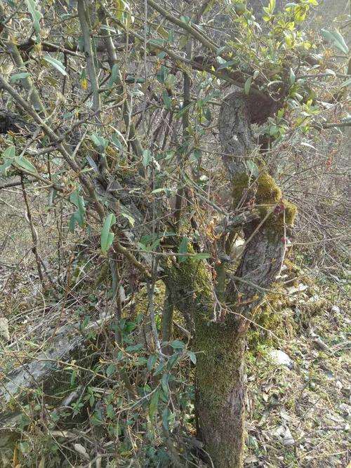 月季下山桩种好后 再浇透定根水吗 图片