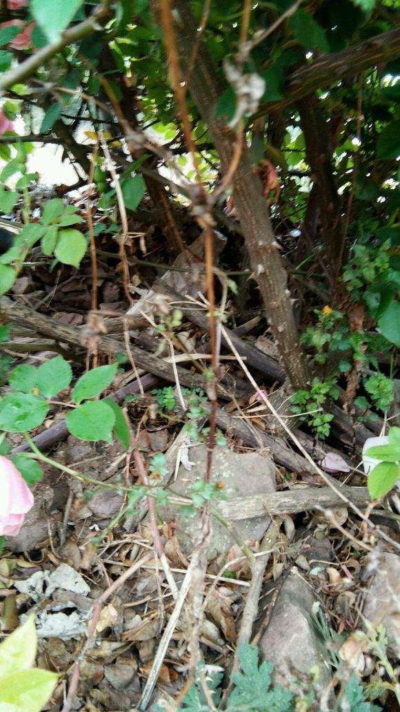 月季下山桩种好后 再浇透定根水吗 图片