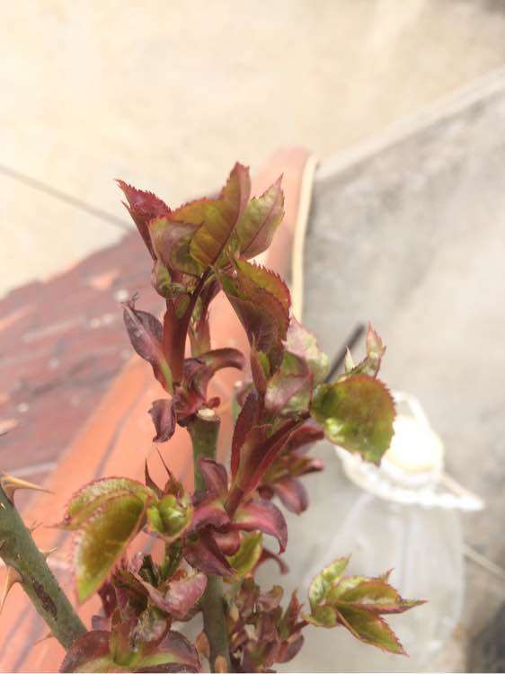藤本月季下山桩的的种植经验 图片