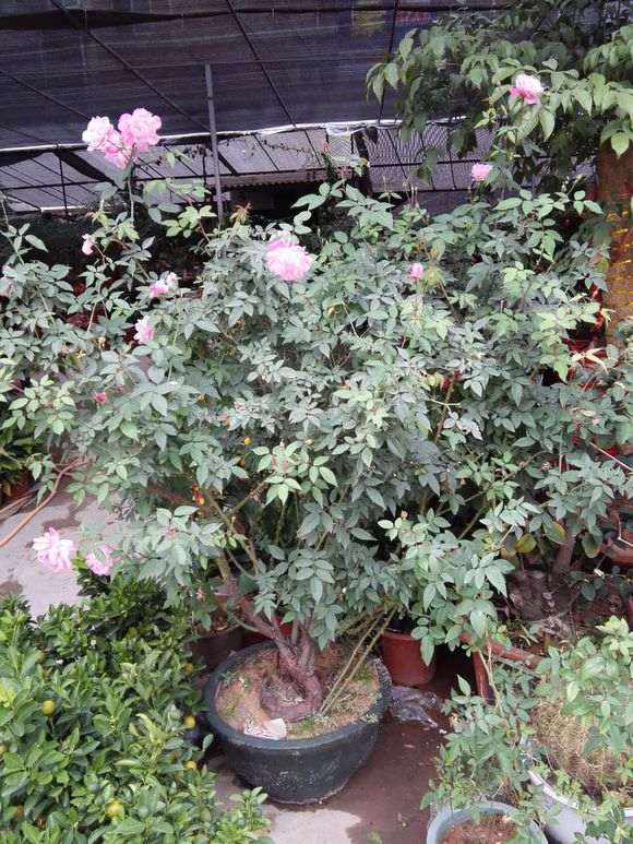 盆栽和地栽一样吗 胡扯 完全不同 图片