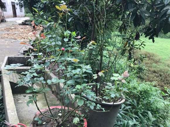 为什么盆栽月季下山桩比地栽的长的好