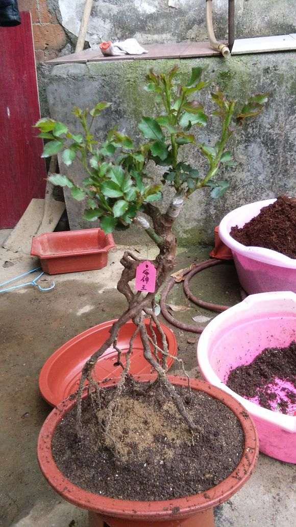 请教下怎样嫁接月季下山桩的方法 图片