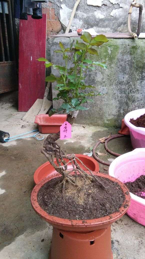 请教下怎样嫁接月季下山桩的方法 图片