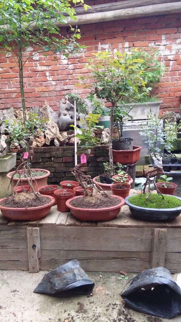 请教下怎样嫁接月季下山桩的方法 图片