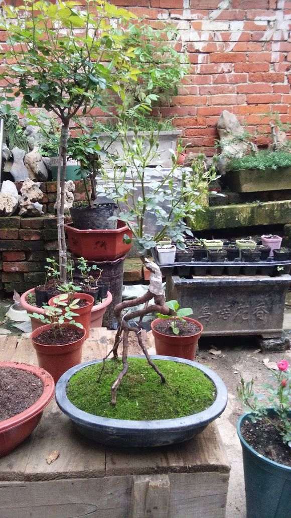 请教下怎样嫁接月季下山桩的方法 图片