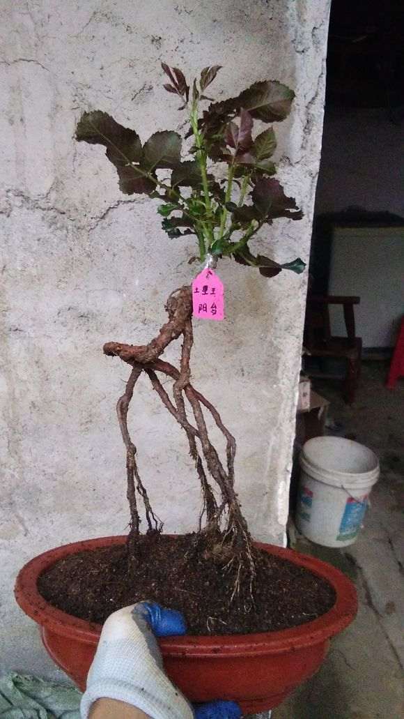 请教下怎样嫁接月季下山桩的方法 图片