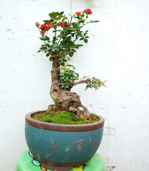 月季下山桩2-3年换土一次 怎么样 图片