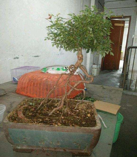 月季下山桩2-3年换土一次 怎么样 图片