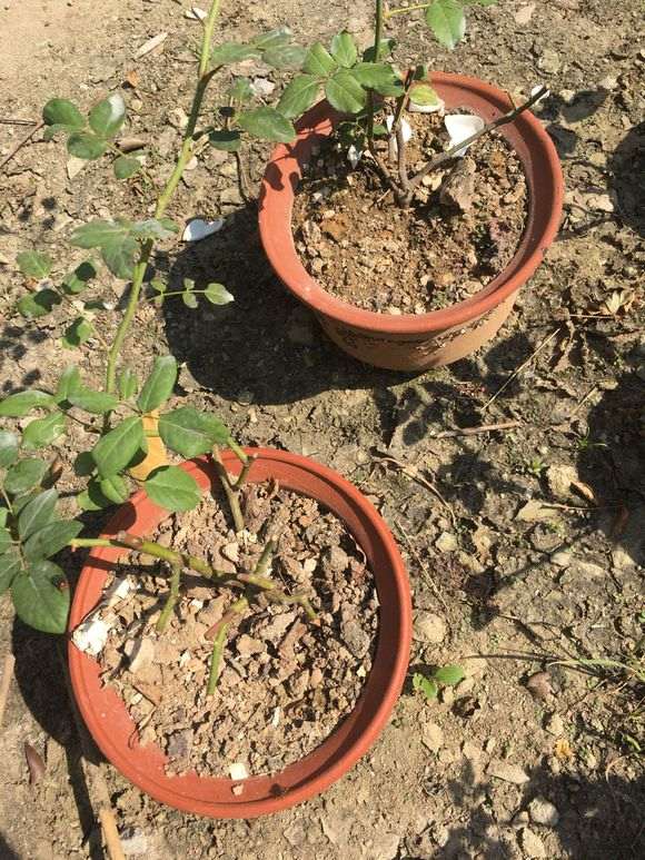 盆栽月季下山桩长不好 怎么办 图片